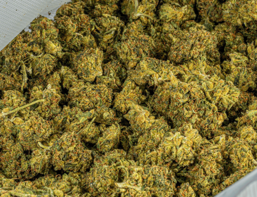 Sour Tangie (AA) - Image 4