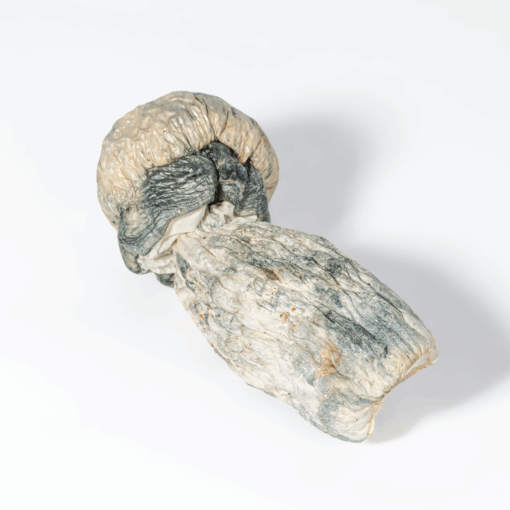 Albino Penis Envy (A.P.E) Mushrooms - Image 3
