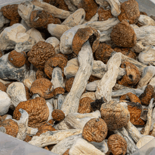 Blue Meanies Mushrooms - Image 4