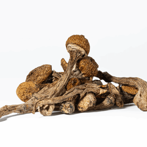 Super Thai Mushrooms - Image 6