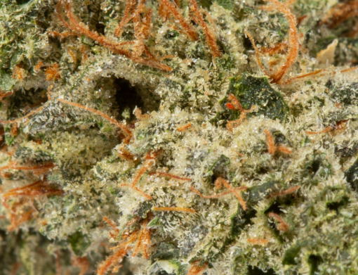 Critical Mass (AA+) - Image 5