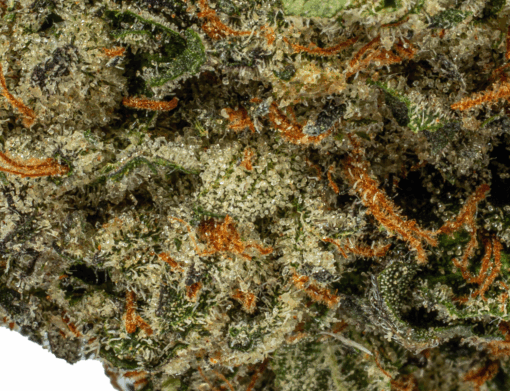 Humboldt Frost (AAAA) - Image 4