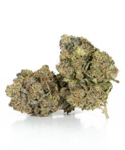 Master Bubba (AAA+)