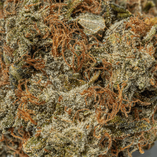 Grease Monkey (AA) - Image 5