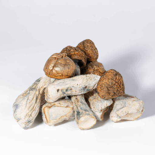 Penis Envy Mushrooms - Image 2