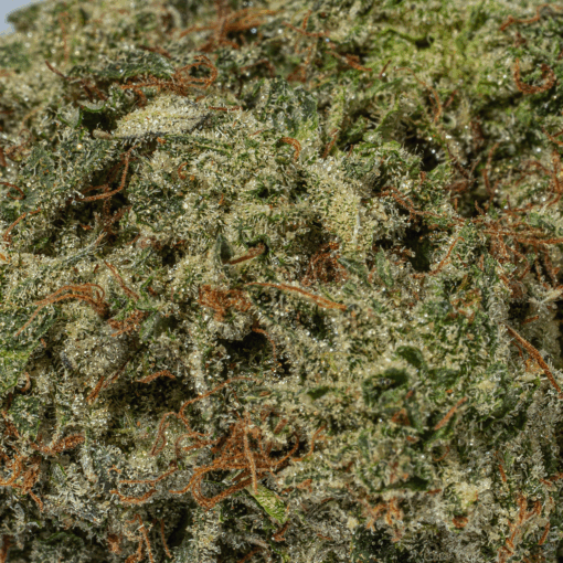 Greasy Pink Bubba (AAAA) - Image 4