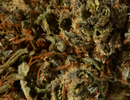 Romulan (AA) - Image 4