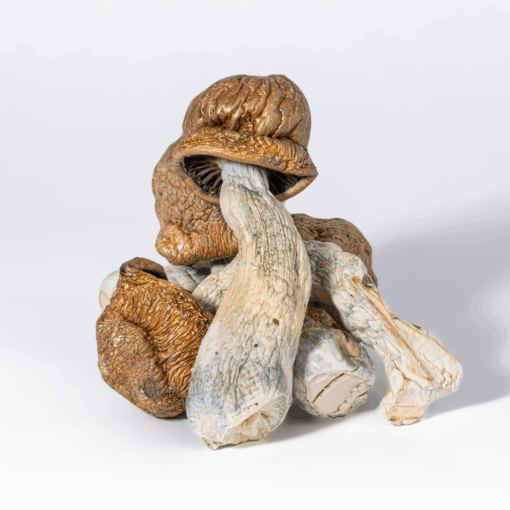 Tidal Wave Mushrooms - Image 2