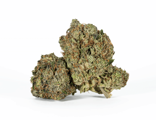 Ultra Pink (AAA+)
