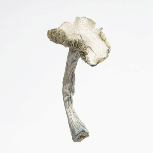 Treasure Coast Albino Mushrooms - Image 3