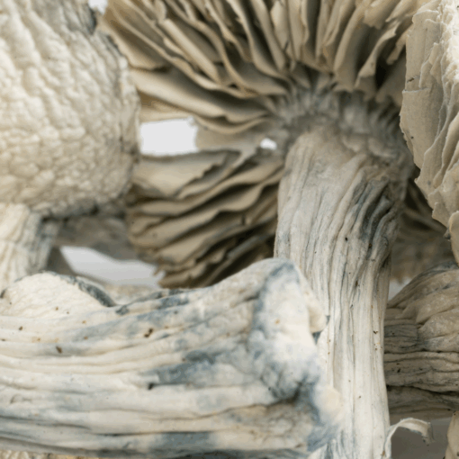 Treasure Coast Albino Mushrooms - Image 4
