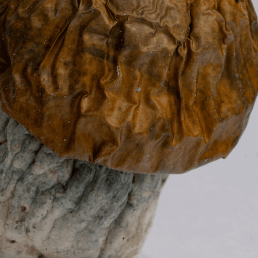 Avalanche Mushrooms - Image 2