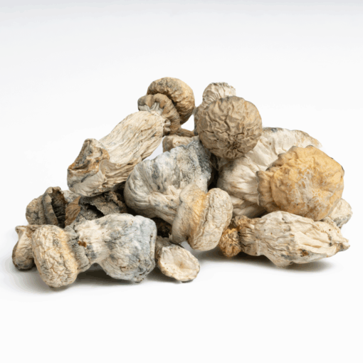 SV-13 Albino Mushrooms - Image 2