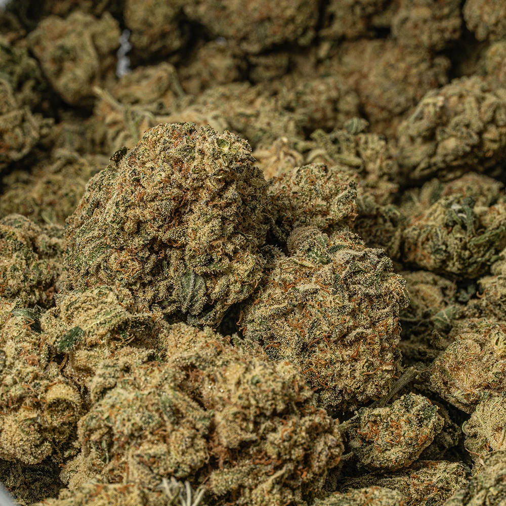 Bear Dance (AA) - Image 5