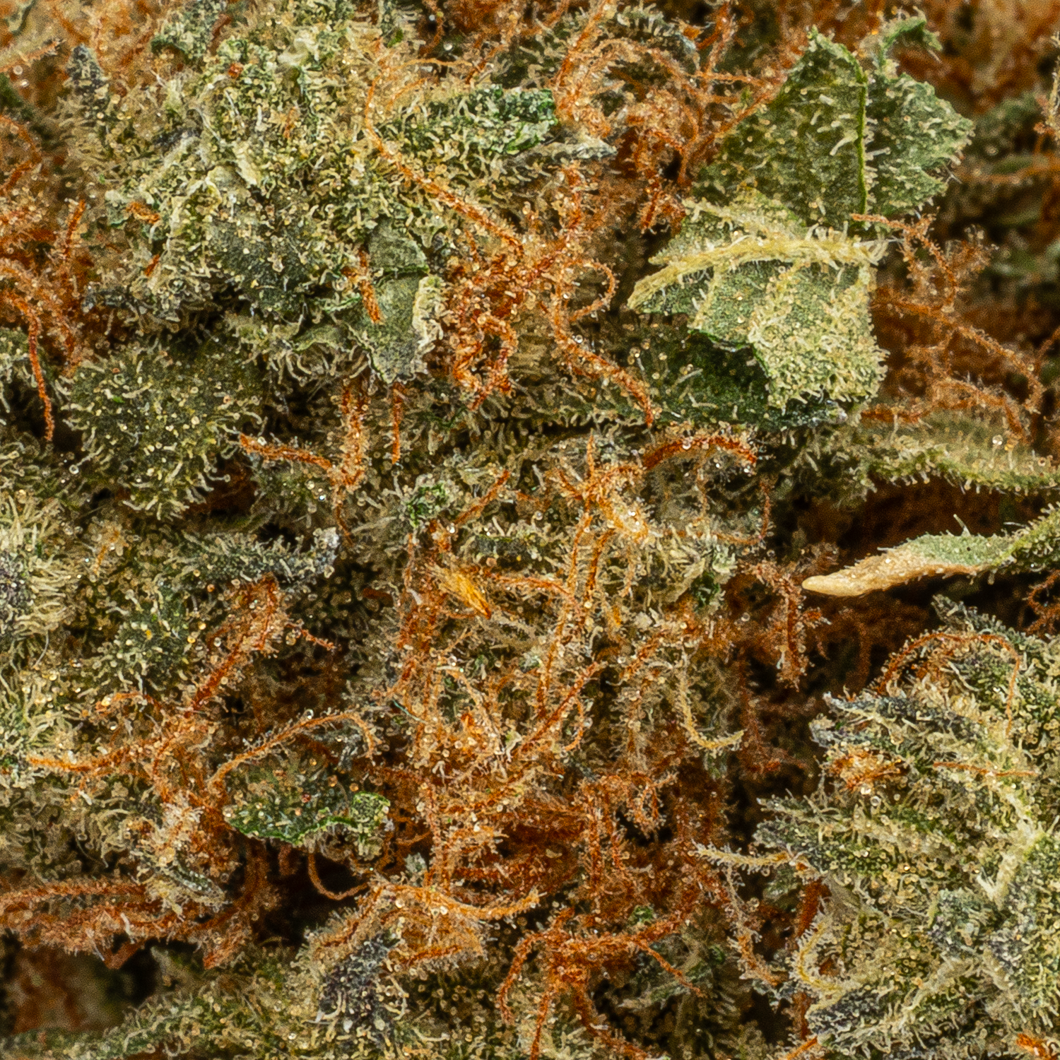 Lamb's Bread (AA+) - Image 3