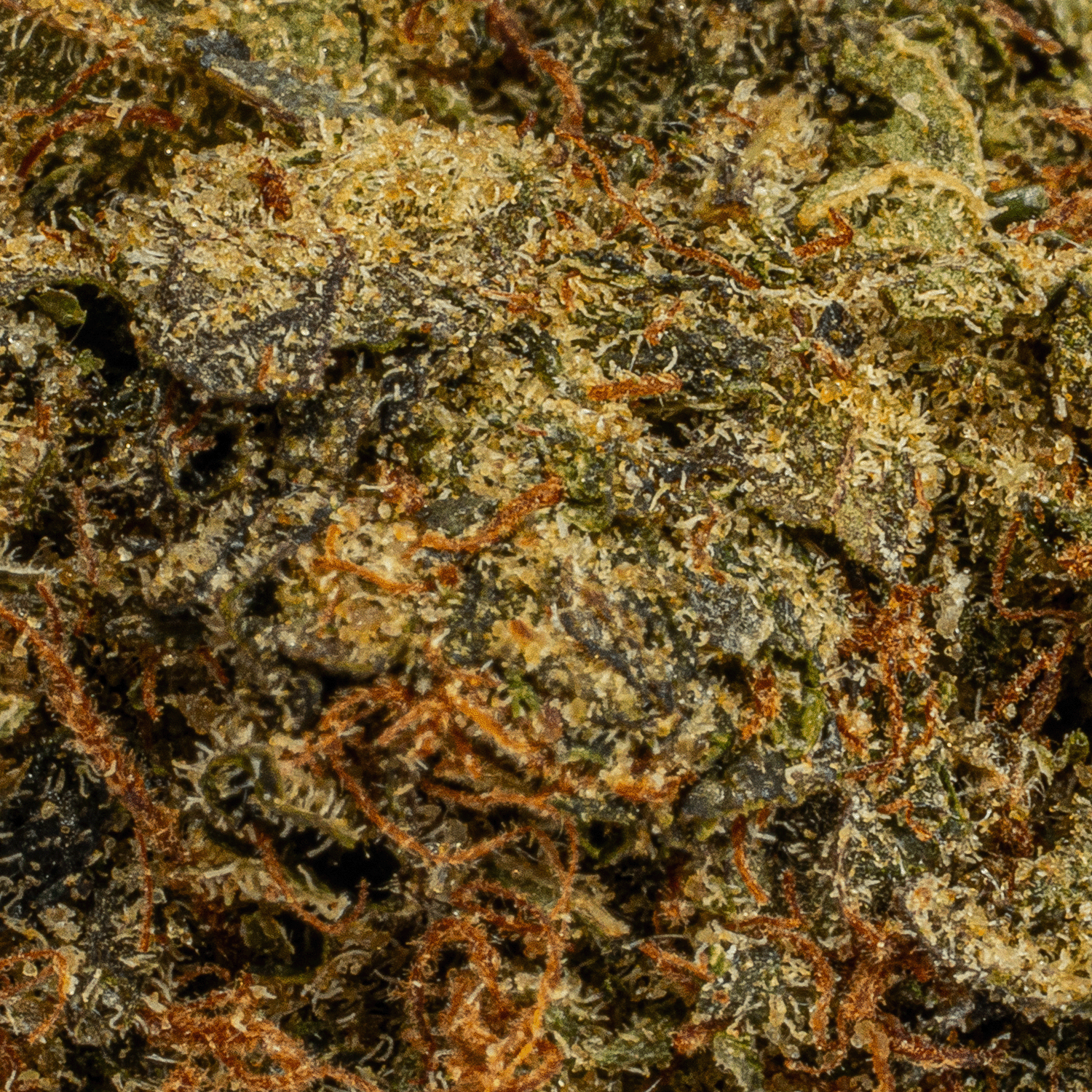 Moonwalker (AA+) - Image 3