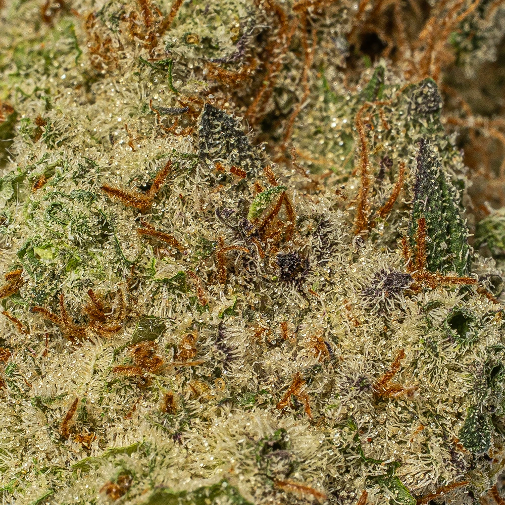 Poison Fruit (AAA+) - Image 4