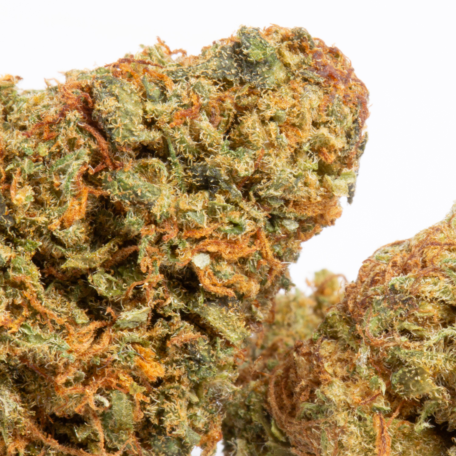 Panama Red (AA+) - Image 2