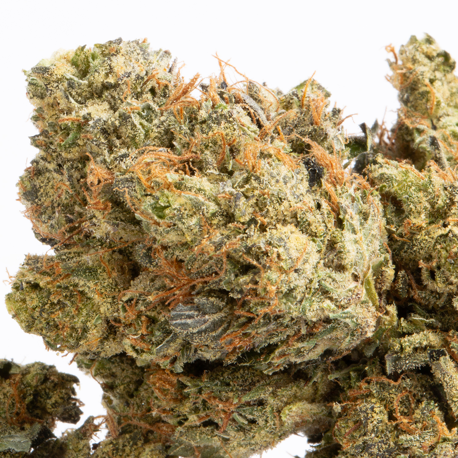 Pussy Pink (AAA+) - Image 2