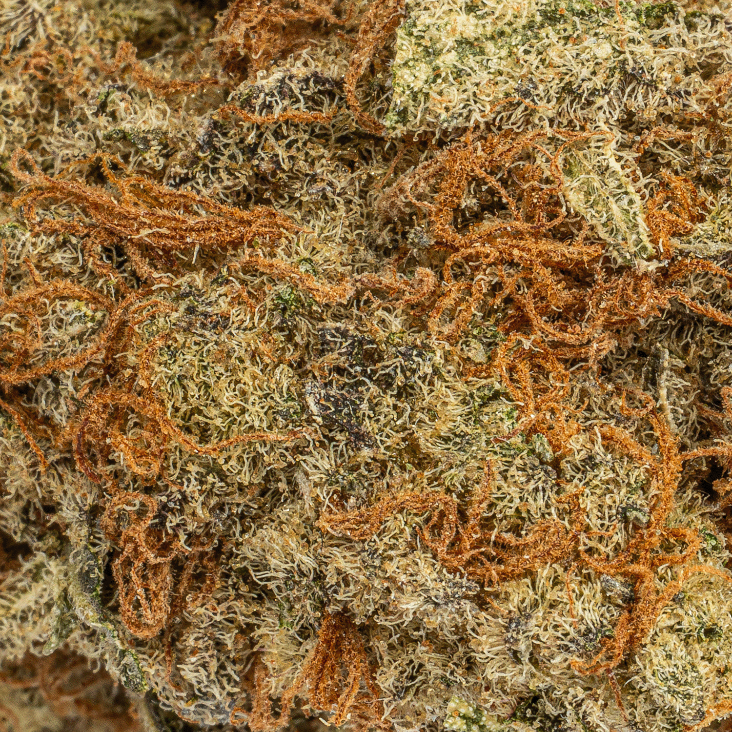 Silver Haze (AA+) - Image 4