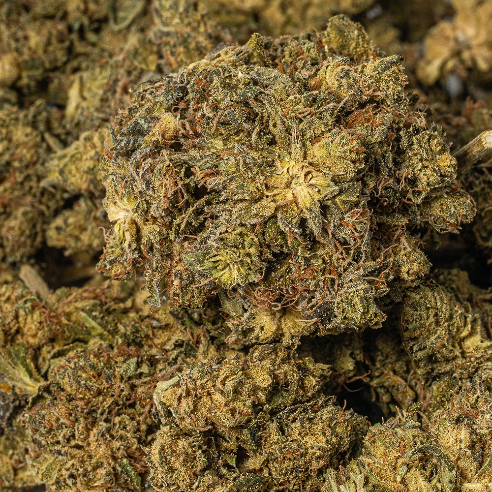 White Death (AAA) - Image 4