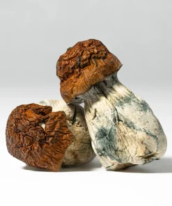 Blue Meanies Mushrooms