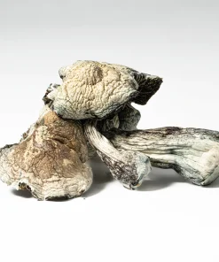 Golden Teacher Mushrooms