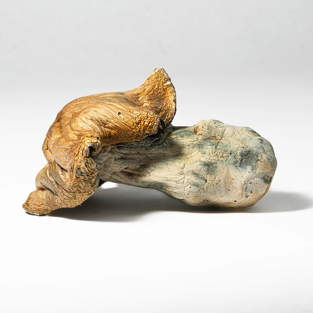 Hillbilly Pumpkin Mushrooms - Image 2