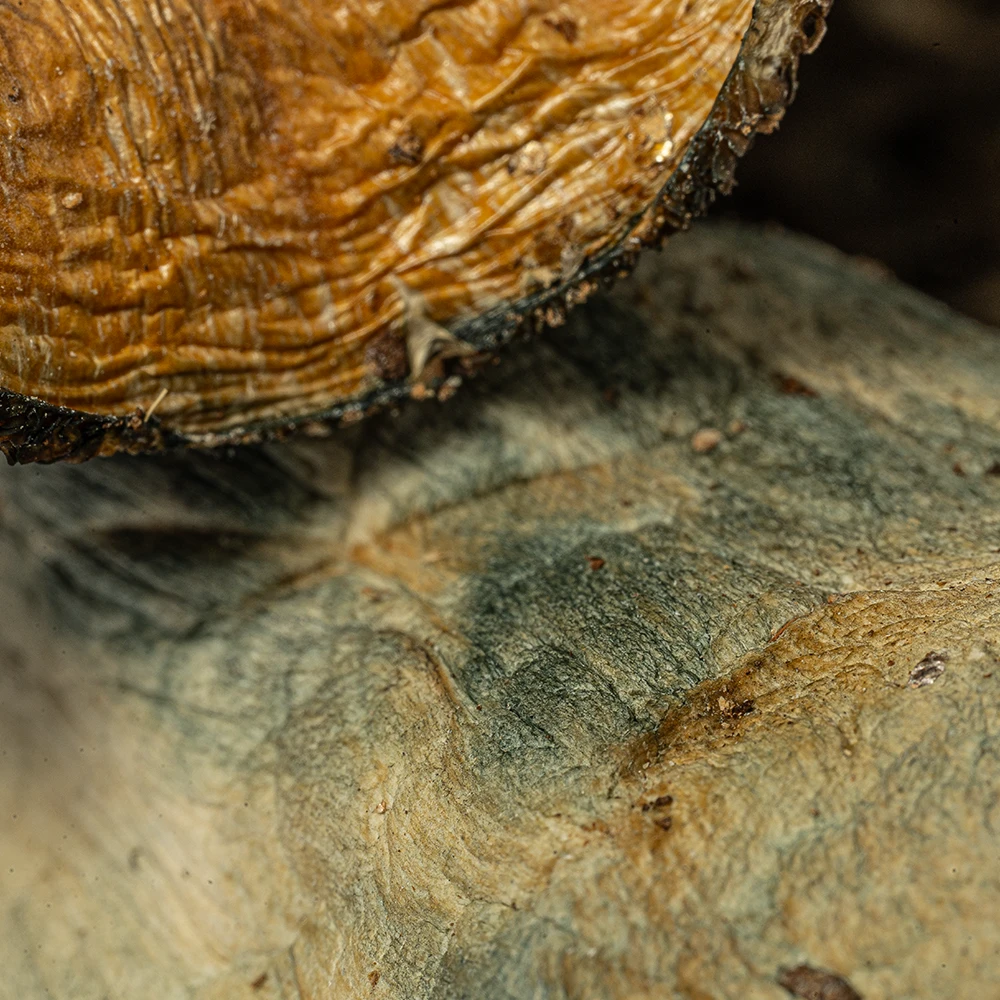 Hillbilly Pumpkin Mushrooms - Image 5