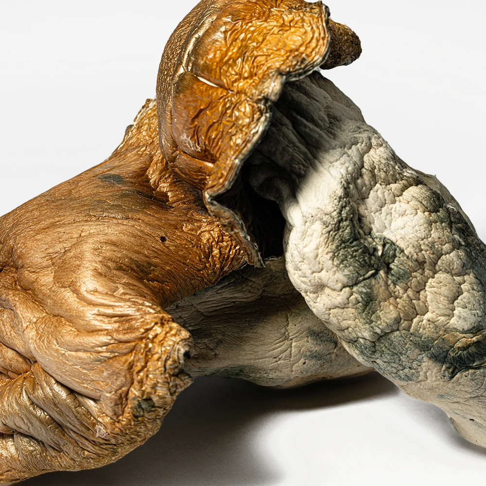 Hillbilly Pumpkin Mushrooms - Image 4