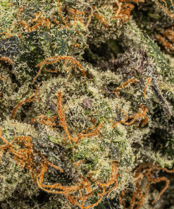 DOUBLE PURPLE AFGOOEY 4