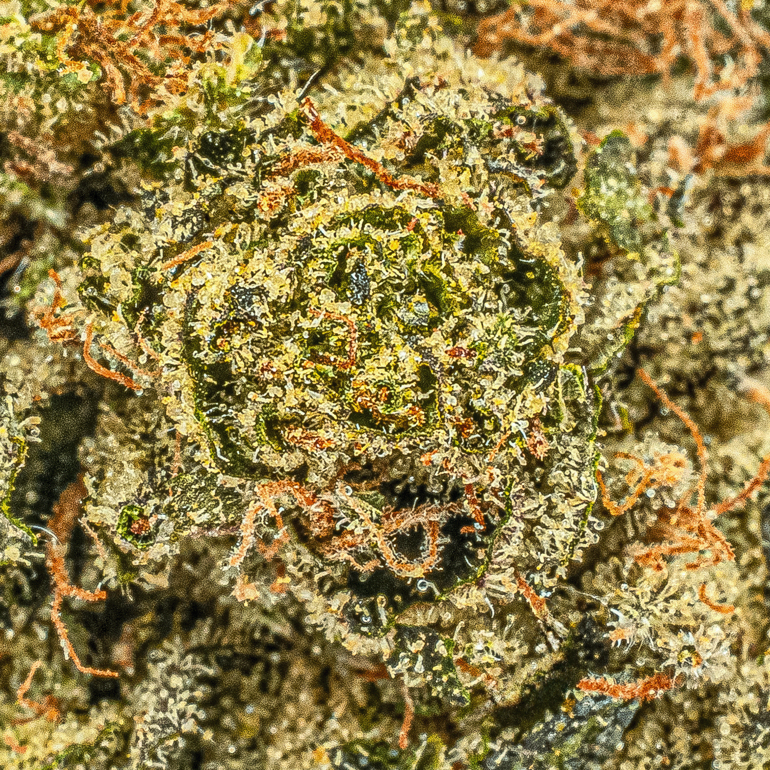 Starfighter (AA+) 6 Starfighter (AA+) - Image 4