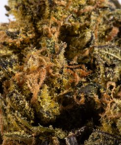 Cheese Wiz (AA+) 10 cheese wiz cannabis hybrid 4