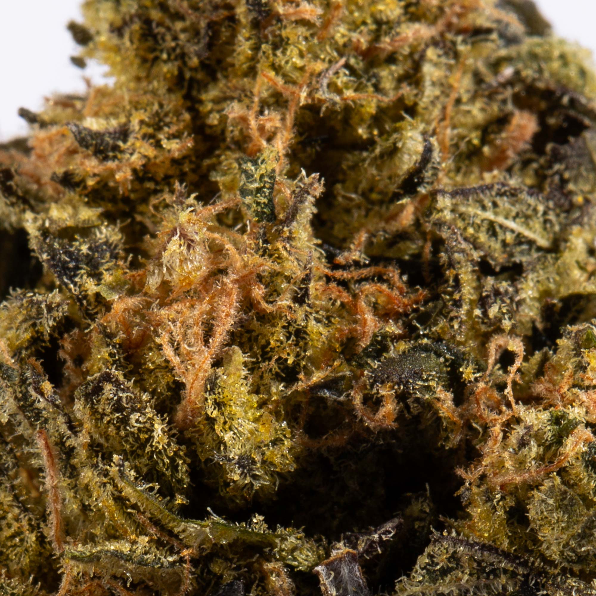 Cheese Wiz (AA+) 6 Cheese Wiz (AA+) - Image 4