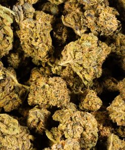 Cheese Wiz (AA+) 11 cheese wiz cannabis hybrid 5