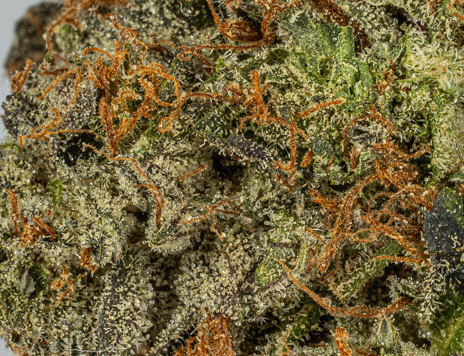 Georgia Pine (AA+) 7 Georgia Pine (AA+) - Image 5