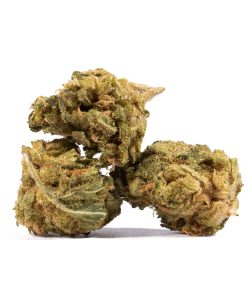 Jack Herer Smalls (AA) 8 jack herer cannabis sativa 2