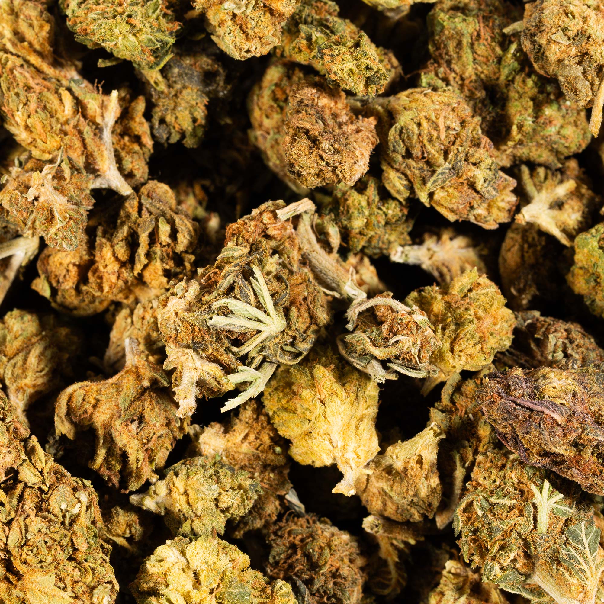 Lagoon (A) 6 Lagoon (A) - Image 4