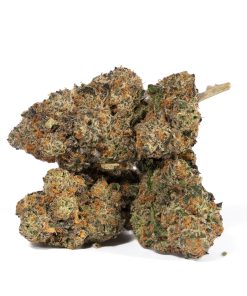 Animal Cookies3