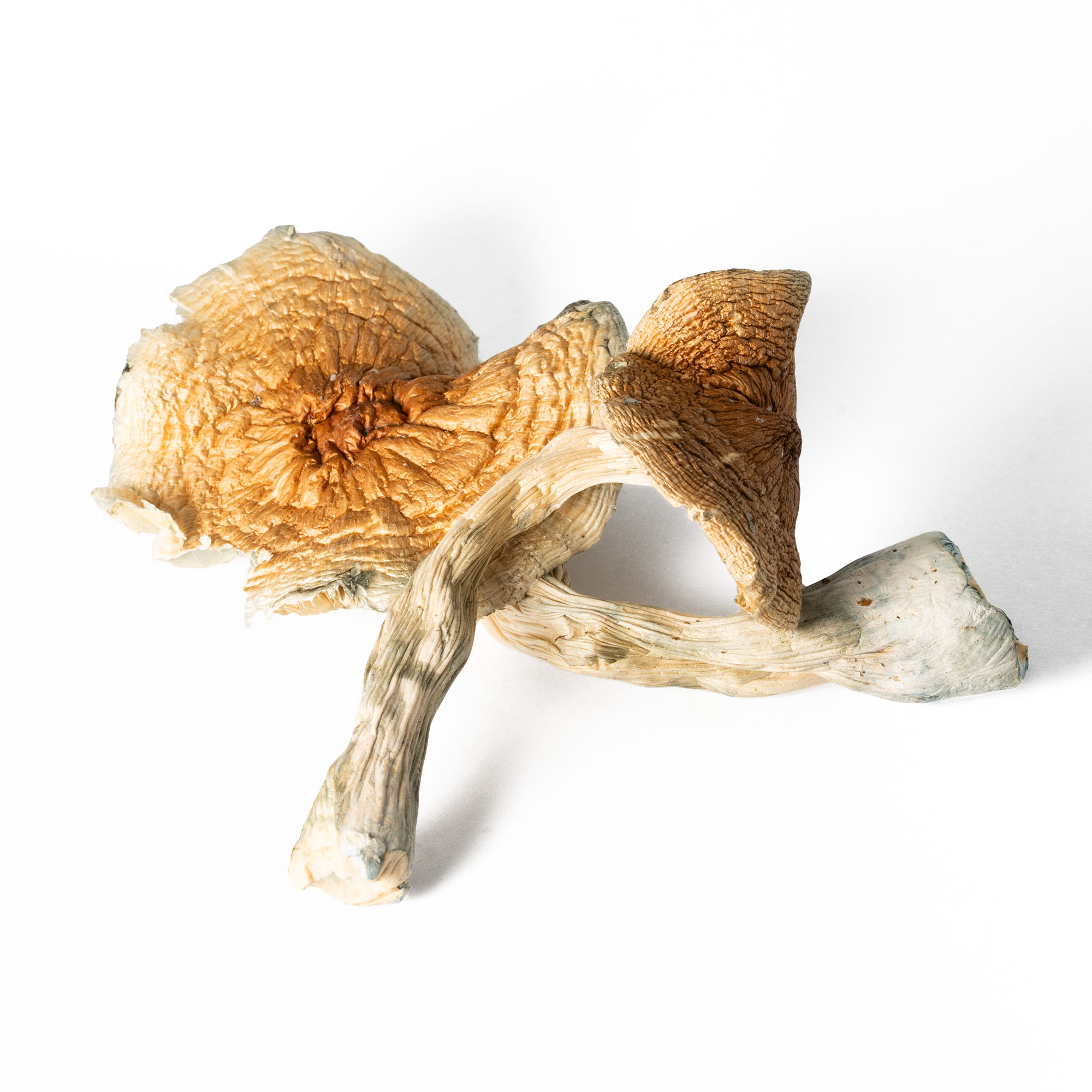 Full Moon Party Mushrooms 2 Full Moon Party Mushrooms