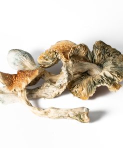 Full Moon Party Mushrooms 8 FULL MOON PARTY 2