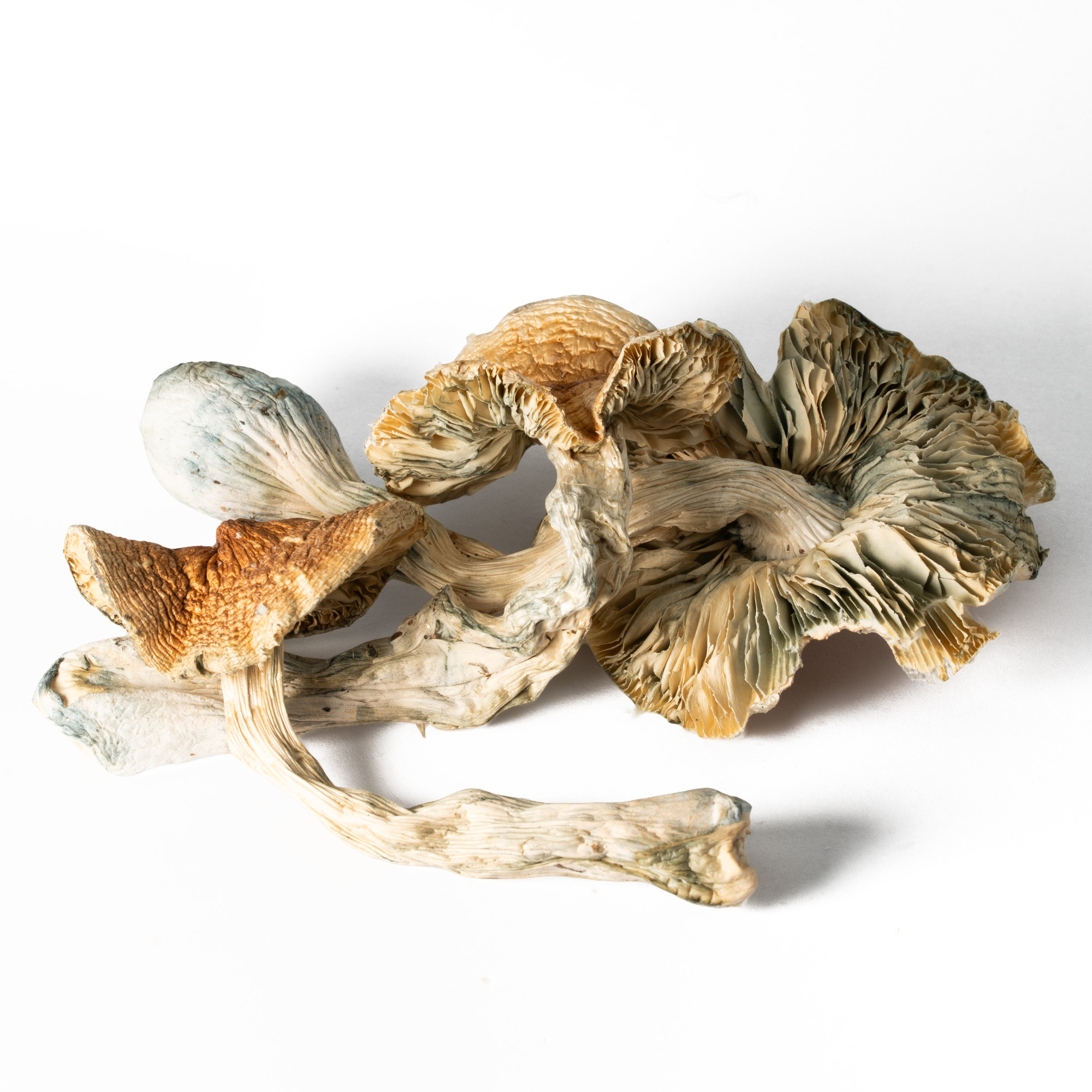 Full Moon Party Mushrooms 4 Full Moon Party Mushrooms - Image 3