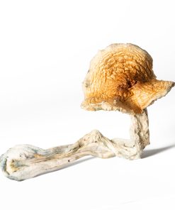 Full Moon Party Mushrooms 10 FULL MOON PARTY 3