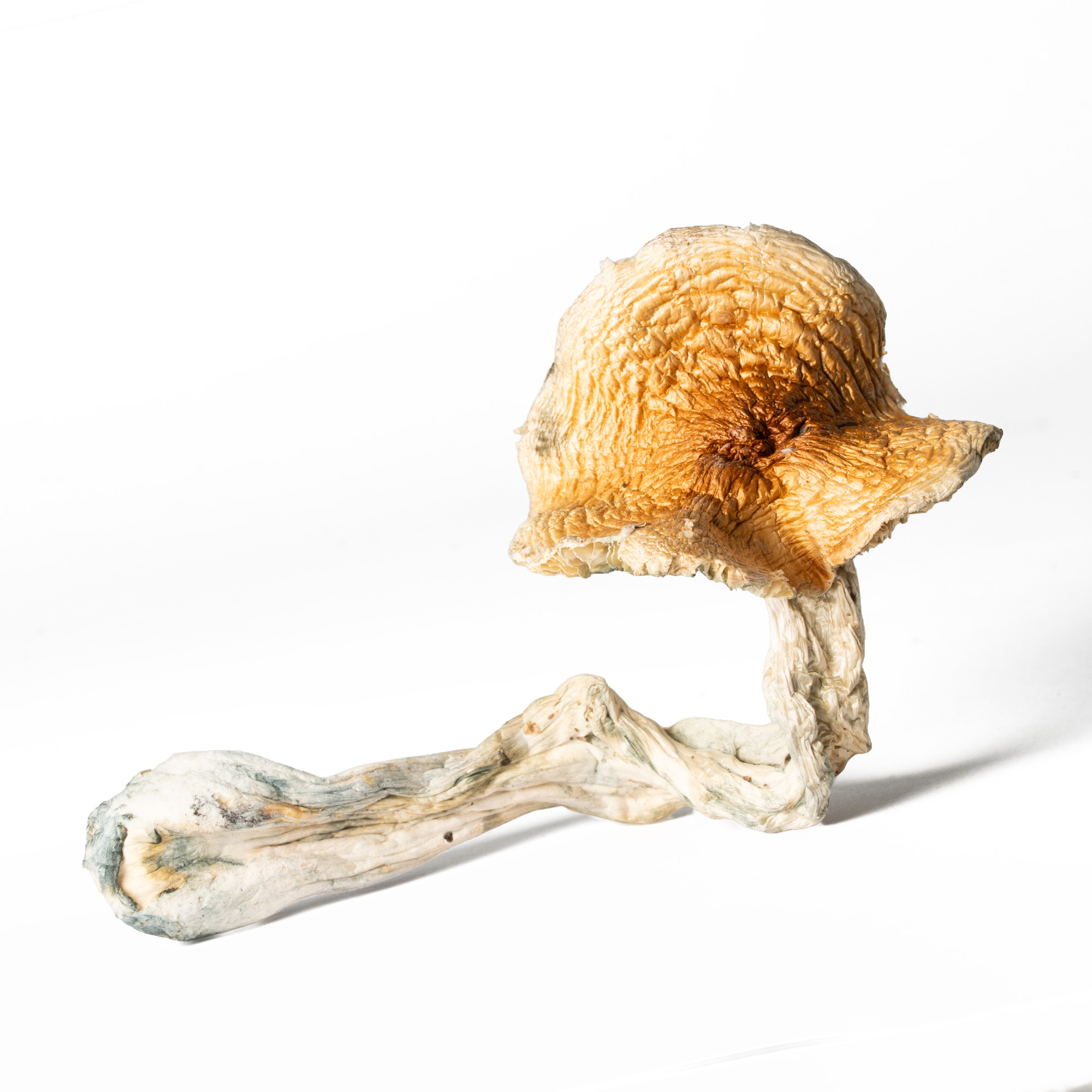 Full Moon Party Mushrooms 6 Full Moon Party Mushrooms - Image 5