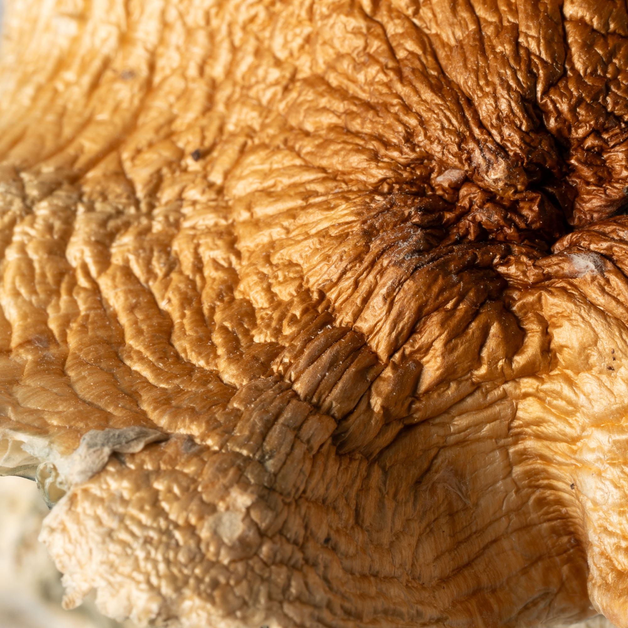 Full Moon Party Mushrooms 3 Full Moon Party Mushrooms - Image 2