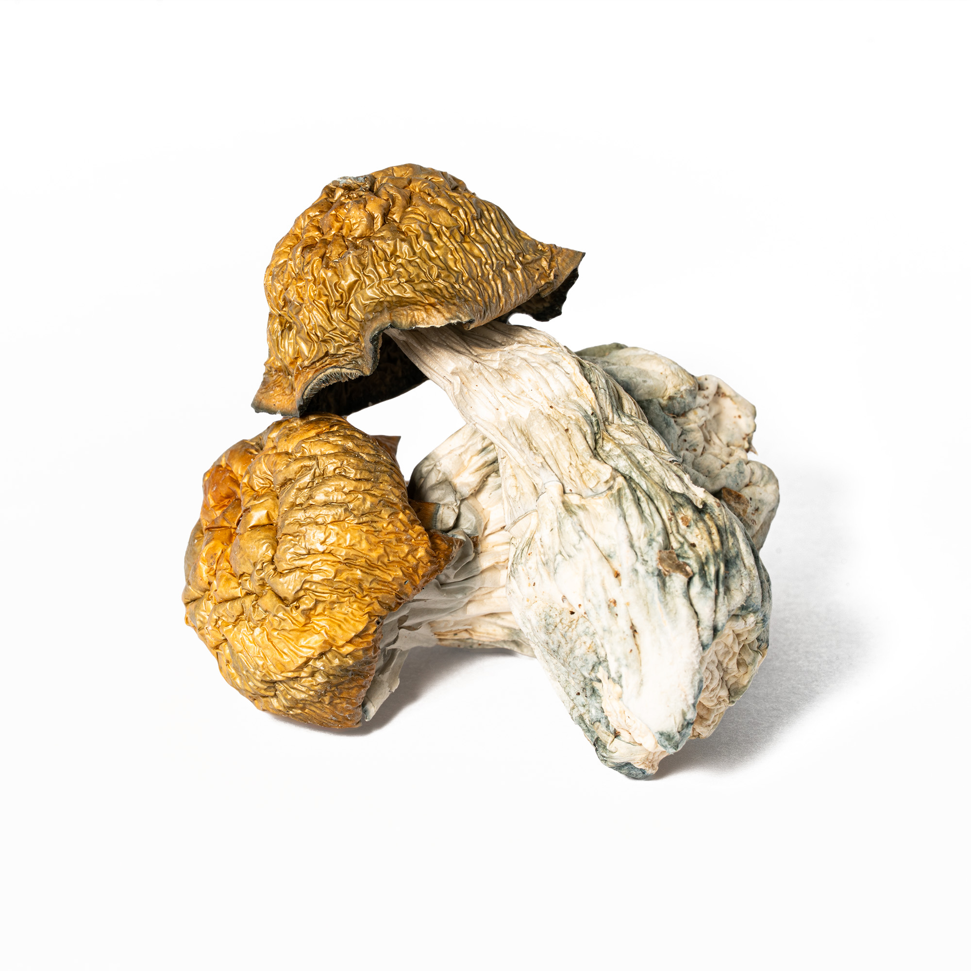 Golden Penis Envy Mushrooms 2 Golden Penis Envy Mushrooms