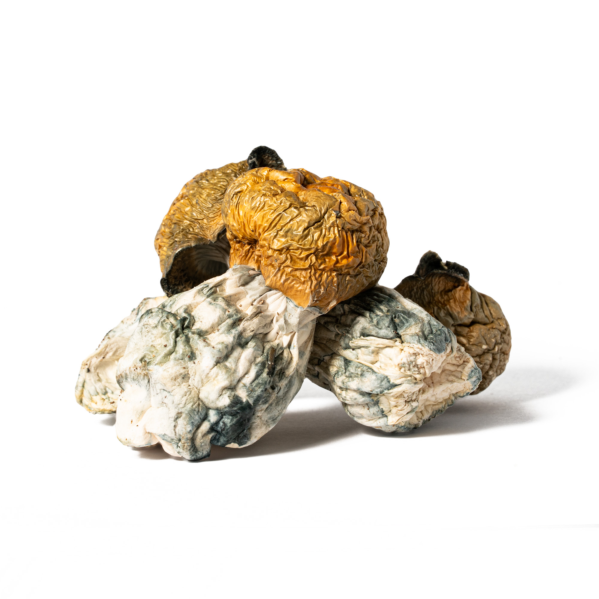 Golden Penis Envy Mushrooms 3 Golden Penis Envy Mushrooms - Image 2