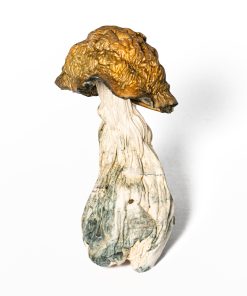 Golden Penis Envy Mushrooms 10 GOLDEN PE 3
