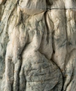 Golden Penis Envy Mushrooms 8 GOLDEN PE 5