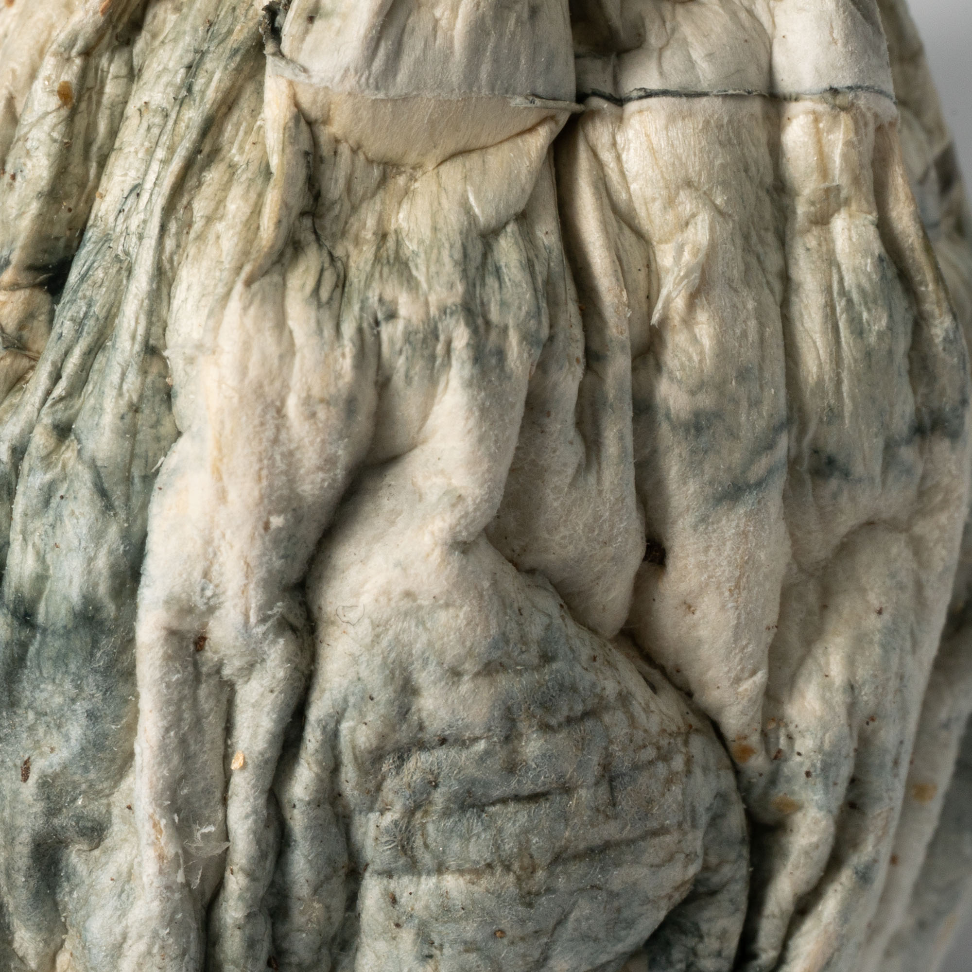 Golden Penis Envy Mushrooms 4 Golden Penis Envy Mushrooms - Image 3